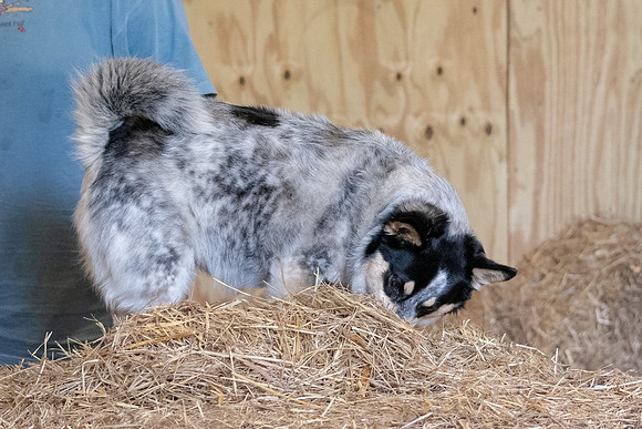 NBP_Barn Hunt 8.15.19-39