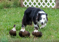 NBP_Berryville Herding -61