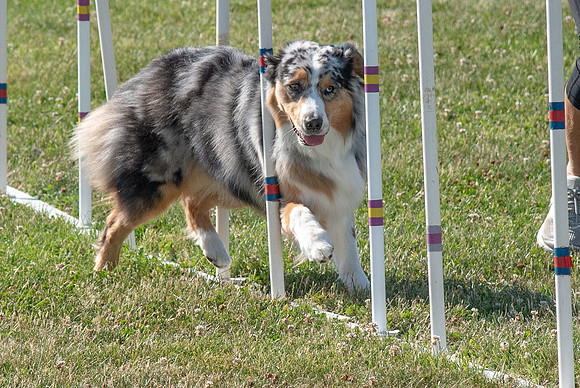 NBP_agility practice 6.22.19-7