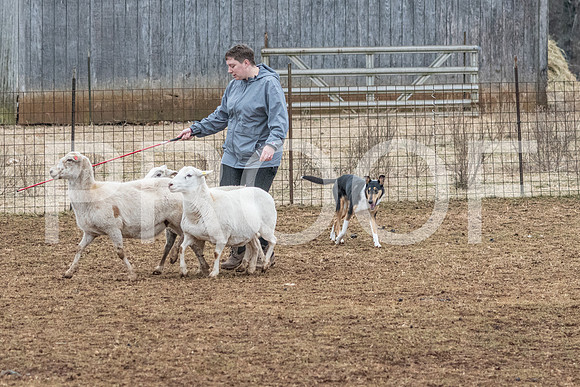 NBP_Sat Herding Test Roy Johnson-109