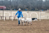 NBP_Sat Herding Test Roy Johnson-7