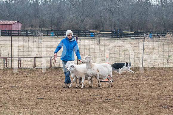NBP_Sat Herding Test Roy Johnson-7