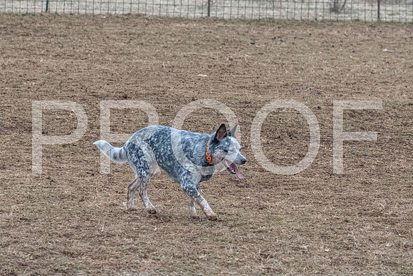 NBP_Sat Herding Test Roy Johnson-43