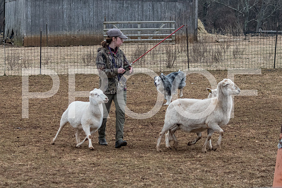 NBP_Sat Herding Test Roy Johnson-50