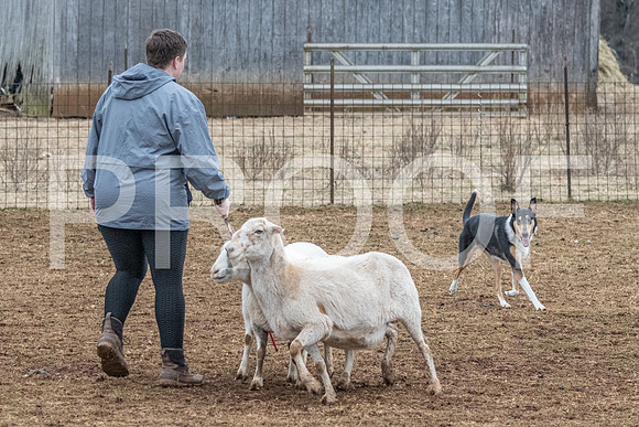 NBP_Sat Herding Test Roy Johnson-111