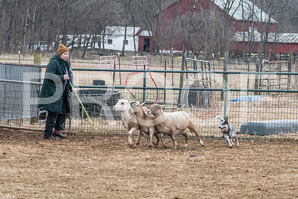 NBP_Sat Herding Test Roy Johnson-34