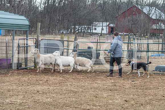 NBP_Sat Herding Test Roy Johnson-95
