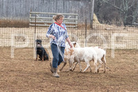 NBP_Sat Herding Test Roy Johnson-20