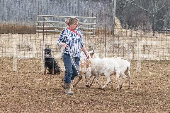 NBP_Sat Herding Test Roy Johnson-20