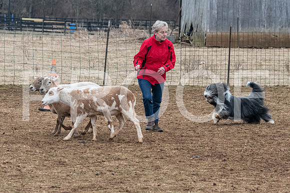 NBP_Sat Herding Test Roy Johnson-93