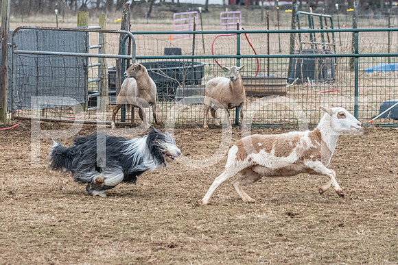 NBP_Sat Herding Test Roy Johnson-74