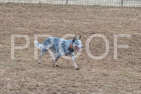 NBP_Sat Herding Test Roy Johnson-42