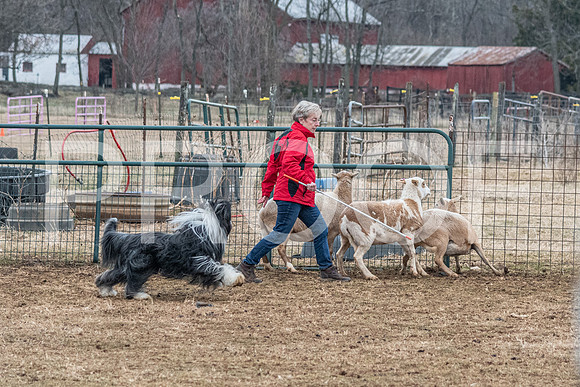 NBP_Sat Herding Test Roy Johnson-75