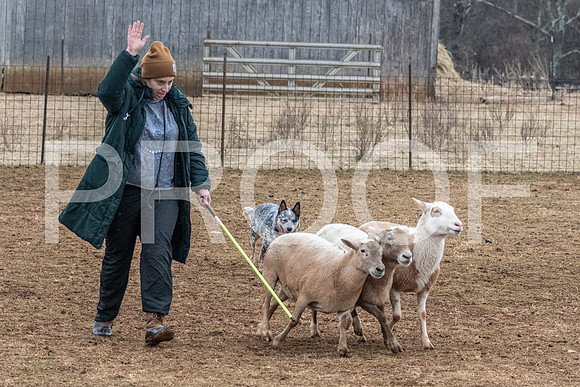 NBP_Sat Herding Test Roy Johnson-46