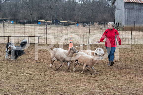 NBP_Sat Herding Test Roy Johnson-94
