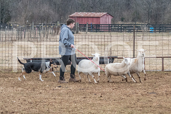 NBP_Sat Herding Test Roy Johnson-102