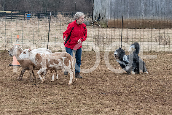 NBP_Sat Herding Test Roy Johnson-92