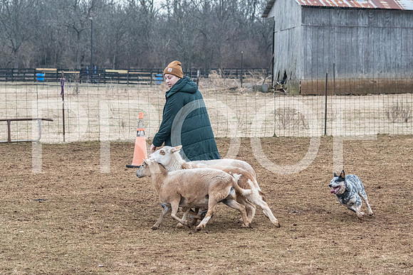NBP_Sat Herding Test Roy Johnson-44