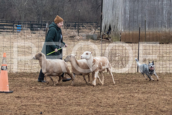 NBP_Sat Herding Test Roy Johnson-33