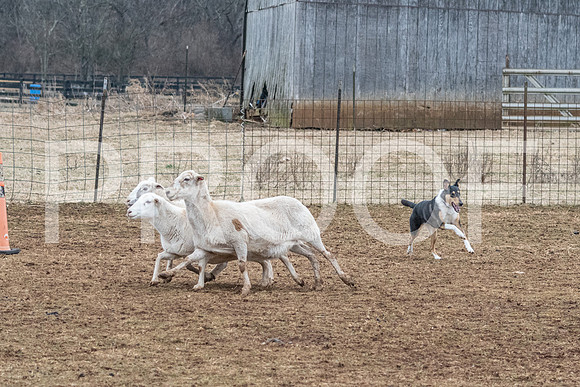 NBP_Sat Herding Test Roy Johnson-105