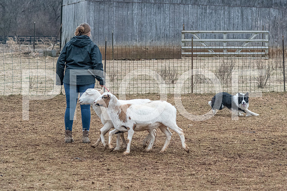 NBP_Sat Herding Test Roy Johnson-62