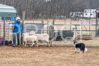 NBP_Sat Herding Test Roy Johnson-9
