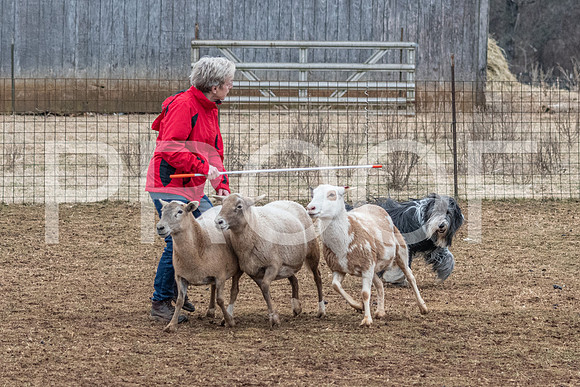 NBP_Sat Herding Test Roy Johnson-84