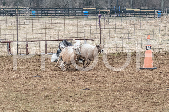 NBP_Sat Herding Test Roy Johnson-82