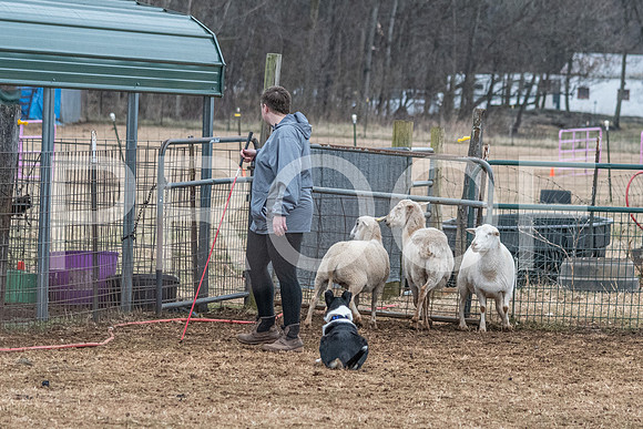 NBP_Sat Herding Test Roy Johnson-97