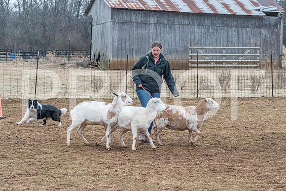 NBP_Sat Herding Test Roy Johnson-64