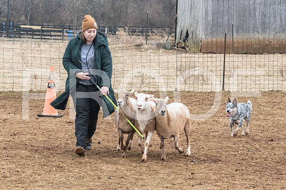 NBP_Sat Herding Test Roy Johnson-39