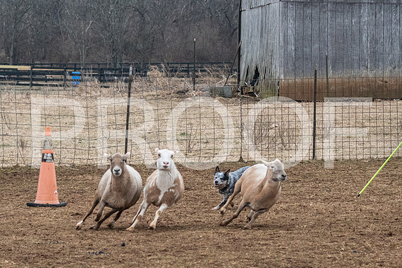 NBP_Sat Herding Test Roy Johnson-26