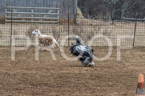 NBP_Sat Herding Test Roy Johnson-80