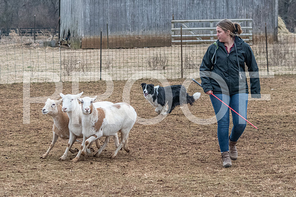 NBP_Sat Herding Test Roy Johnson-65