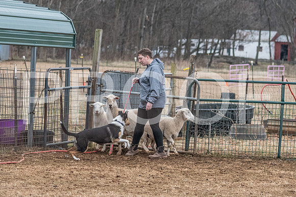 NBP_Sat Herding Test Roy Johnson-99