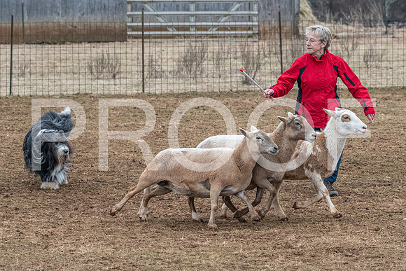 NBP_Sat Herding Test Roy Johnson-85