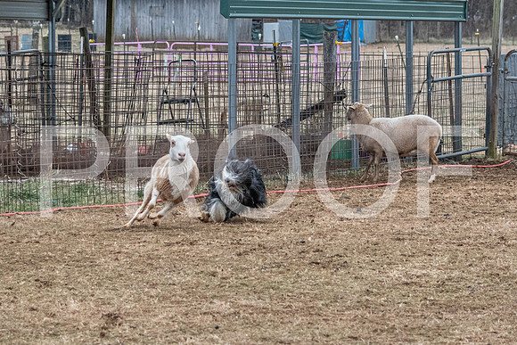 NBP_Sat Herding Test Roy Johnson-87