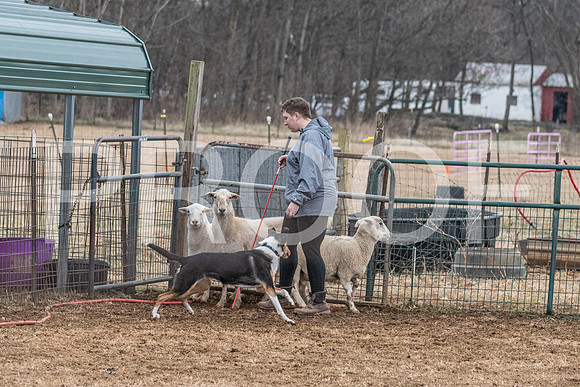 NBP_Sat Herding Test Roy Johnson-100