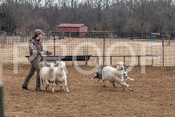 NBP_Sat Herding Test Roy Johnson-53