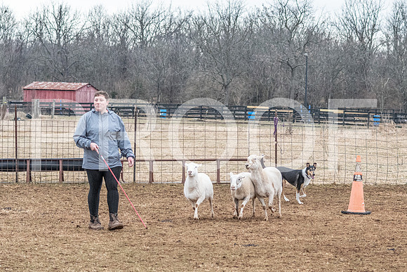 NBP_Sat Herding Test Roy Johnson-115