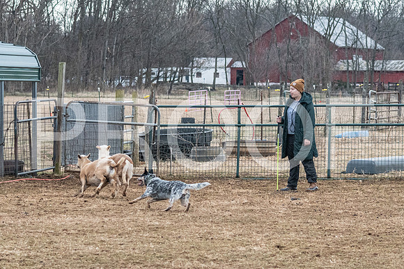 NBP_Sat Herding Test Roy Johnson-28