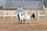 NBP_Sat Herding Test Roy Johnson-18