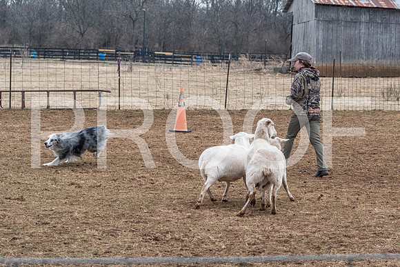 NBP_Sat Herding Test Roy Johnson-55