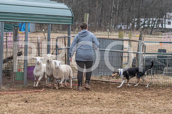 NBP_Sat Herding Test Roy Johnson-101