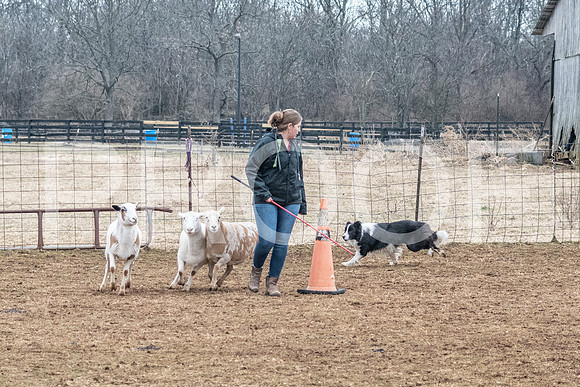 NBP_Sat Herding Test Roy Johnson-69