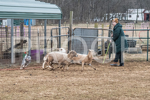 NBP_Sat Herding Test Roy Johnson-31