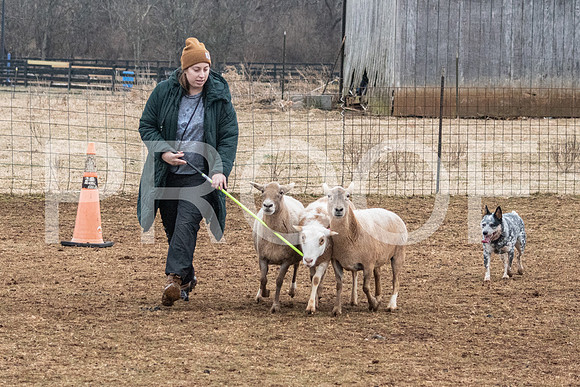 NBP_Sat Herding Test Roy Johnson-38