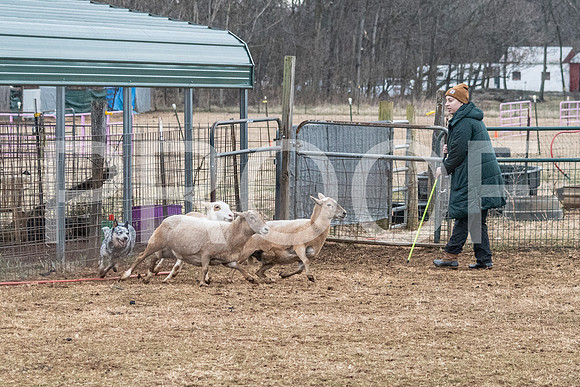 NBP_Sat Herding Test Roy Johnson-30