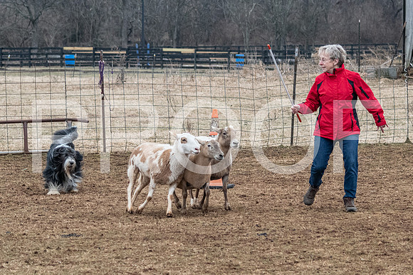 NBP_Sat Herding Test Roy Johnson-90