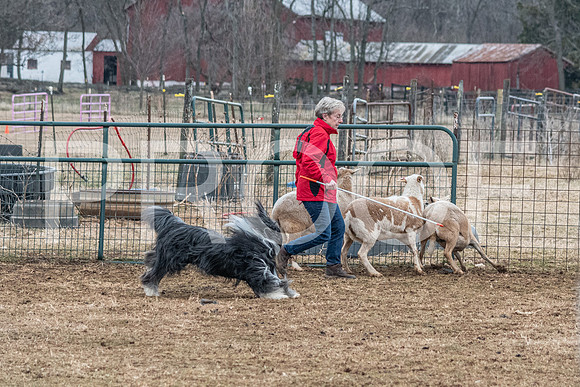 NBP_Sat Herding Test Roy Johnson-76